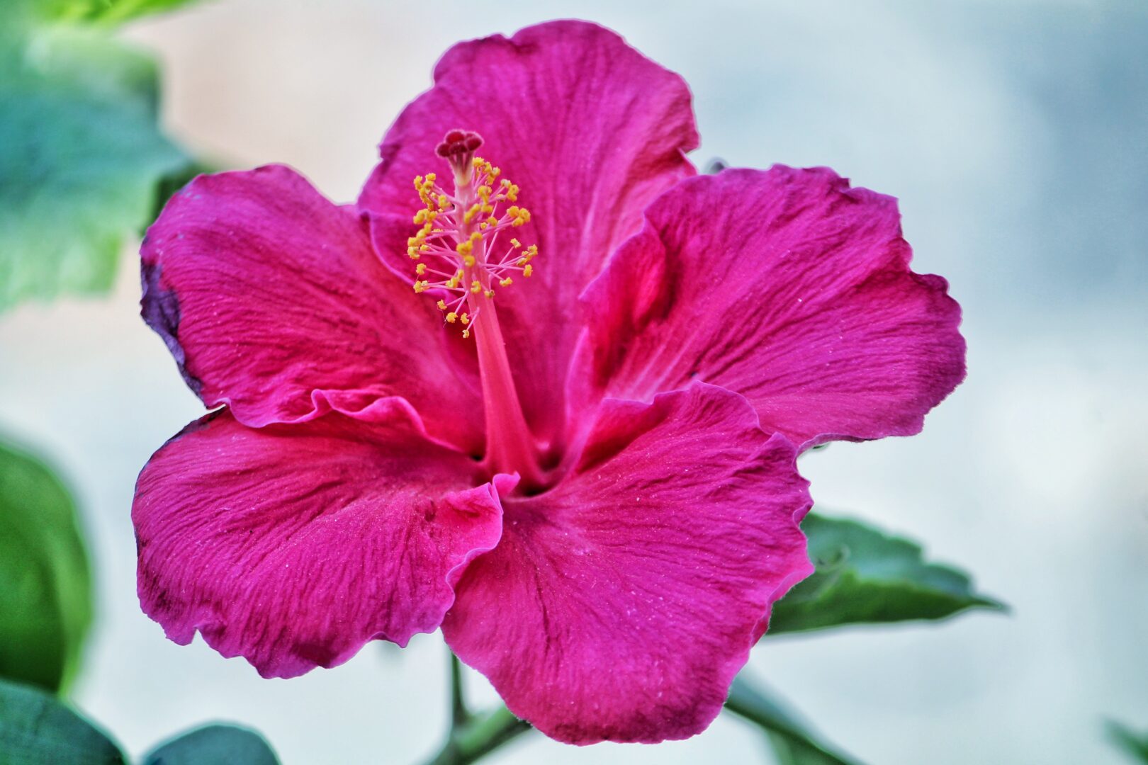 Red Hibiscus Flower showing its benefits for adding moisture to natural hair.